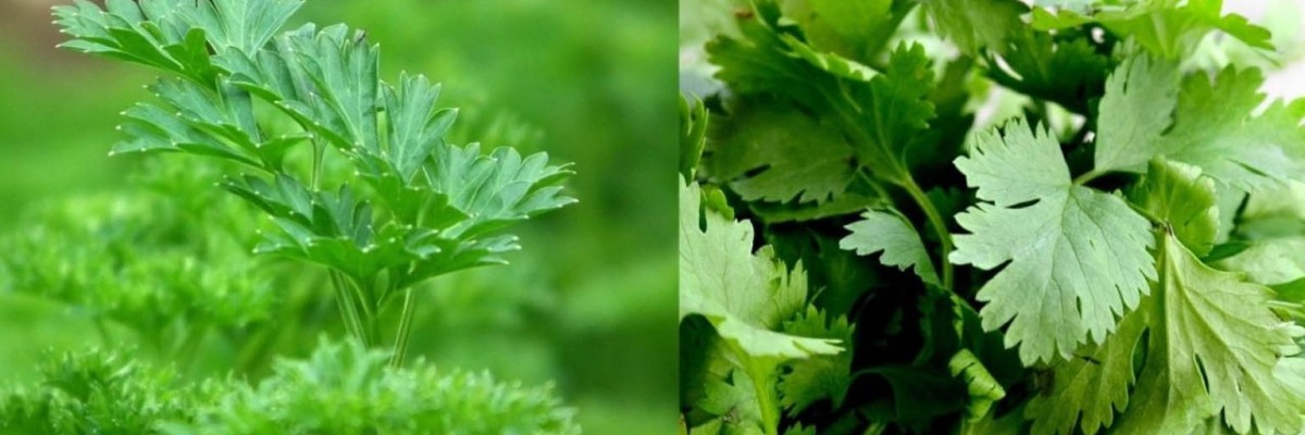 ¿Cómo distinguir entre el cilantro y perejil?