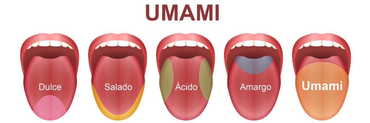 Umami: El Quinto Sabor fuera de los sabores comunes, del que muy pocos saben.