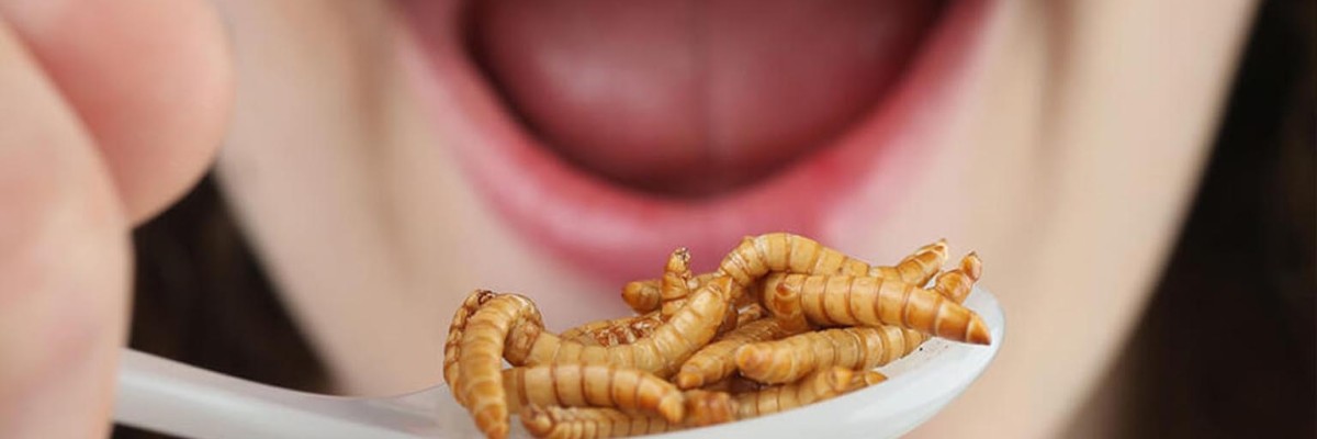 Insectos en tu alimentación. Descubre cuáles son los beneficios de agregar este alimento a tu dieta diaria.