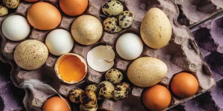 Huevos: Conoce los tipos de huevos que no son de gallina y también puedes consumirlos en tus alimentos.