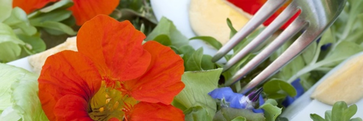 Flores comestibles que puedes utilizar para darle un toque decorativo y delicioso a tus comidas.