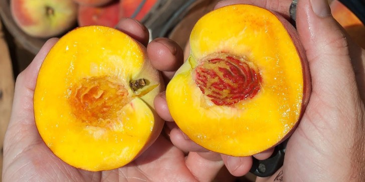Frutas cuyas semillas son tóxicas y venenosas.
